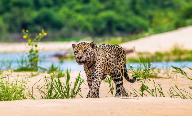 Portrait of a jaguar in the jungle