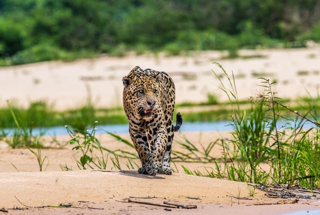 Portrait of a jaguar in the jungle