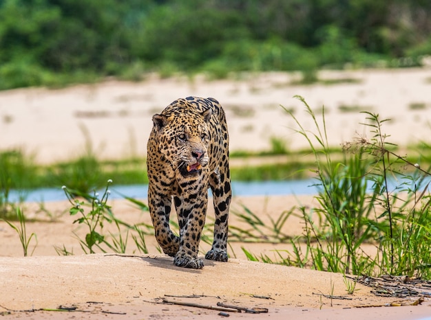 Portrait of a jaguar in the jungle