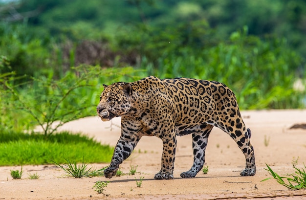 Portrait of a jaguar in the jungle