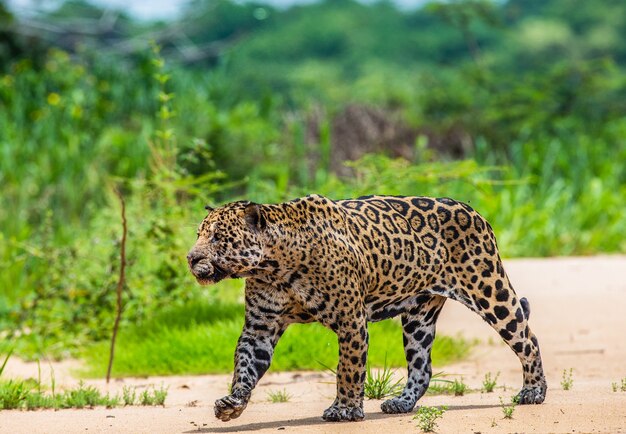 Photo portrait of a jaguar in the jungle