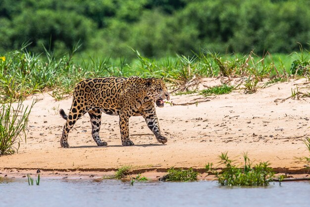 Portrait of a jaguar in the jungle