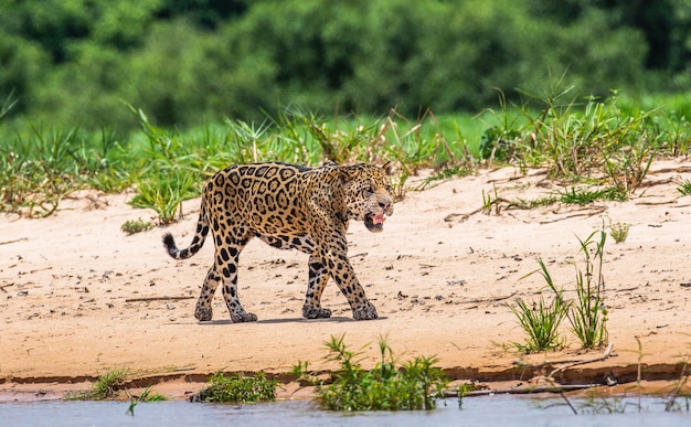 Portrait of a jaguar in the jungle