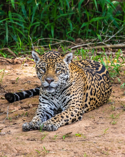 Portrait of a jaguar in the jungle