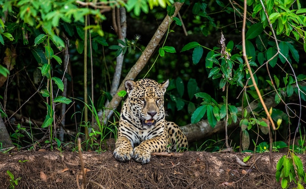 Portrait of a jaguar in the jungle