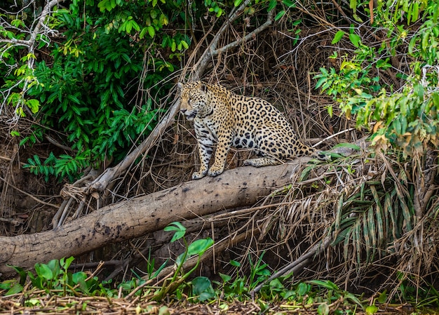 Portrait of a jaguar in the jungle