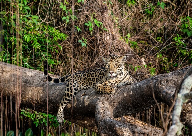 Portrait of a jaguar in the jungle