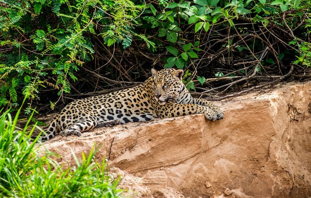 Portrait of a jaguar in the jungle