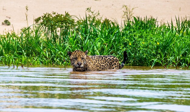 Portrait of a jaguar in the jungle