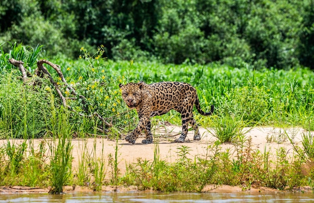 Foto ritratto di un giaguaro nella giungla