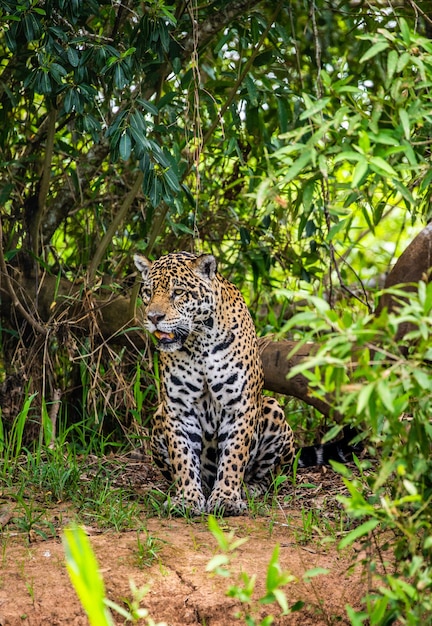 Portrait of a jaguar in the jungle