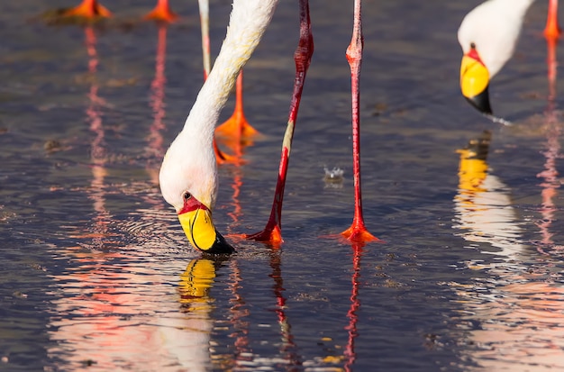 Portrait of James Flamingo eating in the color water of  Laguna Colorada in Bolivia