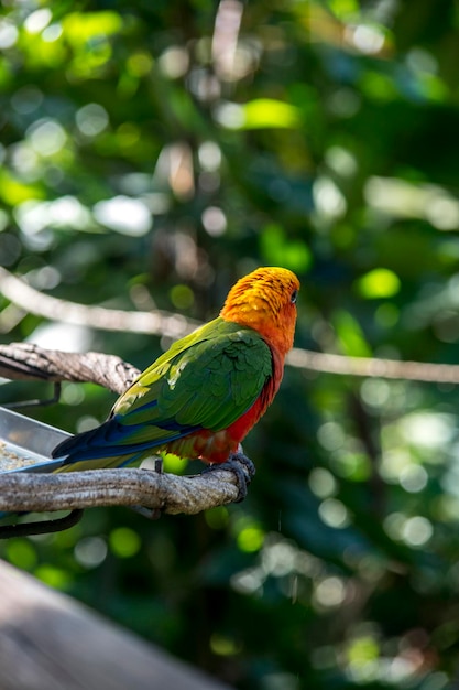 Portrait of a jandaya parrot