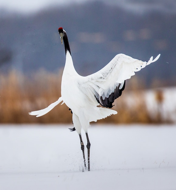 Portrait of Japanese crane in nature