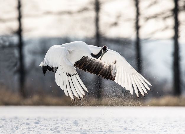 Portrait of Japanese crane in nature