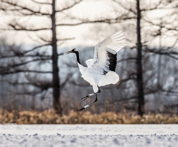 Portrait of Japanese crane in nature