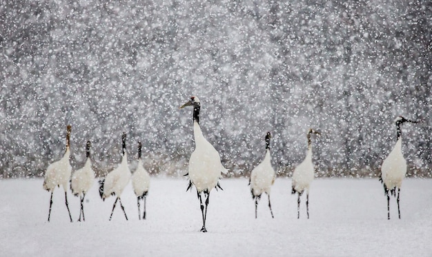 Portrait of Japanese cranes in nature