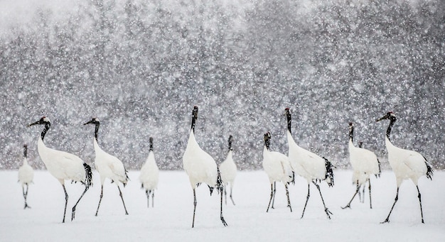 Portrait of Japanese cranes in nature