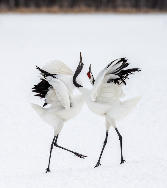 Portrait of Japanese cranes in nature