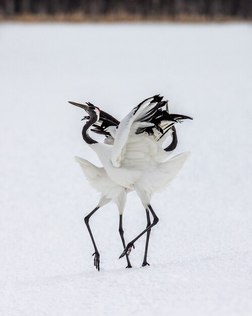 Portrait of Japanese cranes in nature