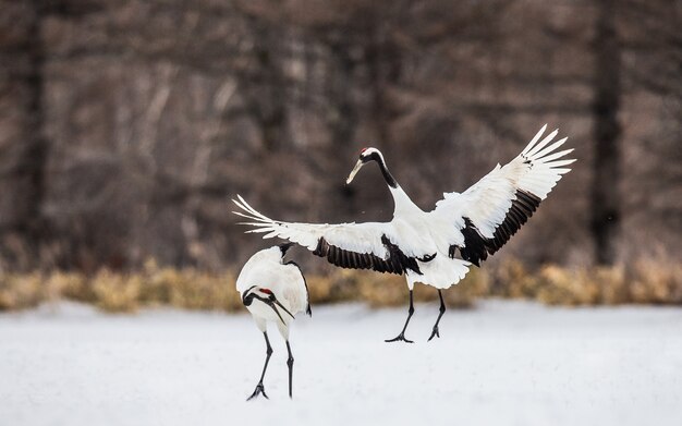 Portrait of Japanese cranes in nature