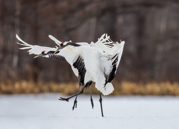 Portrait of Japanese cranes in nature