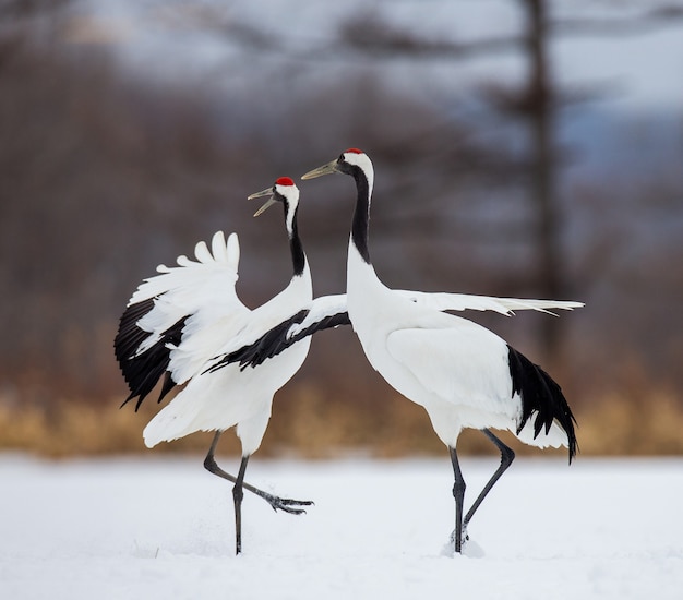 Portrait of Japanese cranes in nature