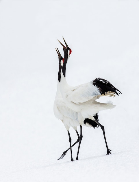 Portrait of Japanese cranes in nature