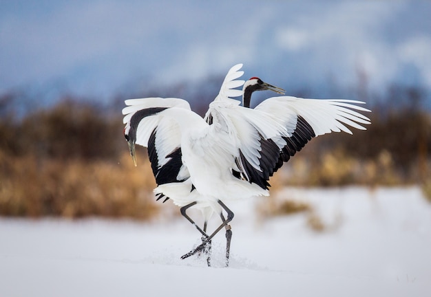 Portrait of Japanese cranes in nature