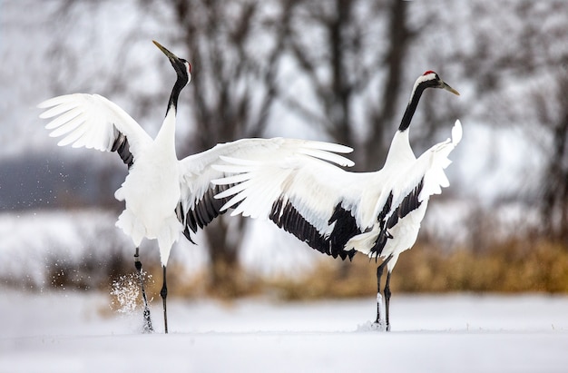 Portrait of Japanese cranes in nature