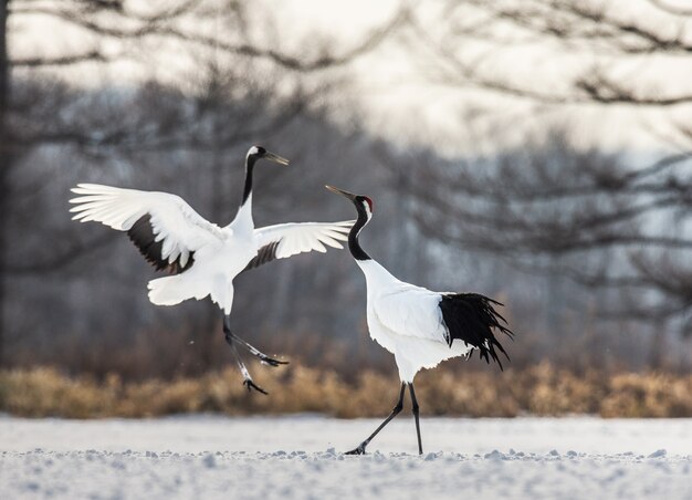 Portrait of Japanese cranes in nature