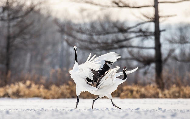 Portrait of Japanese cranes in nature