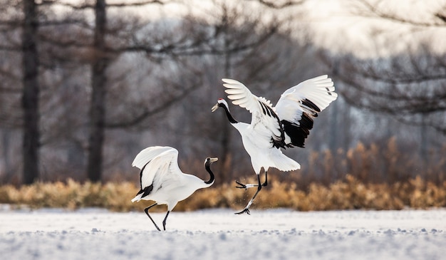 Portrait of Japanese cranes in nature