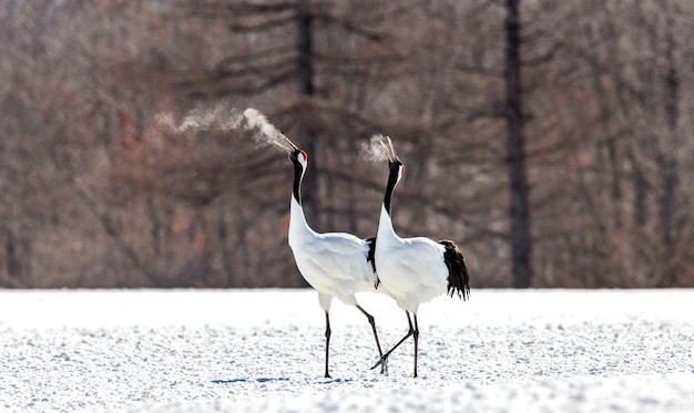 Portrait of Japanese cranes in nature