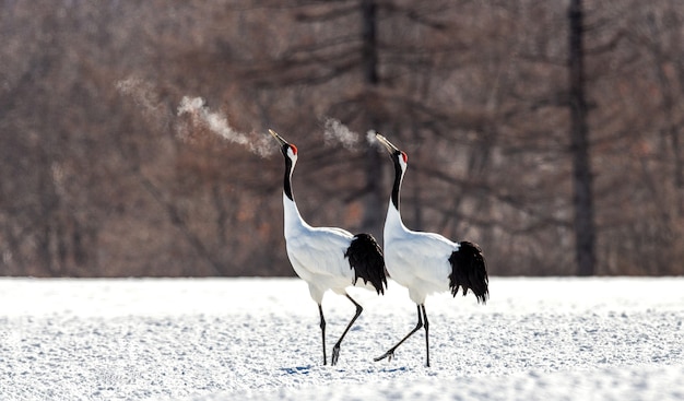 Portrait of Japanese cranes in nature