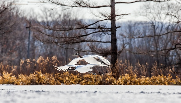 Portrait of Japanese cranes in nature