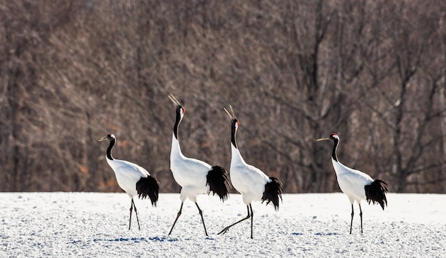 Photo portrait of japanese cranes in nature