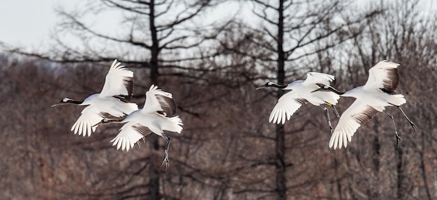 Photo portrait of japanese cranes in nature