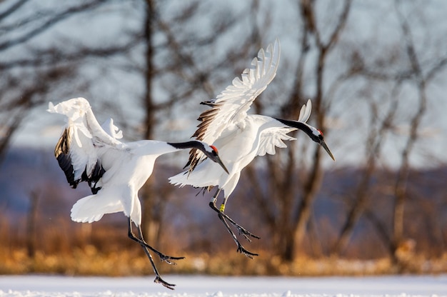 Portrait of Japanese cranes in nature