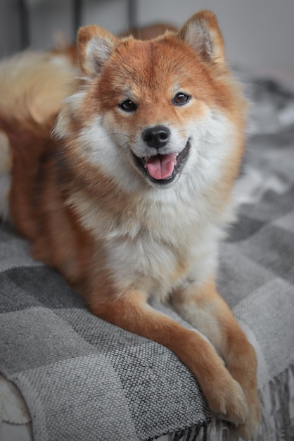 日本のふわふわ柴犬の肖像画。陽気で笑顔の犬がベッドに横になり、遊ぶように呼びかけます