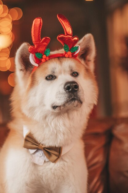 Photo portrait of japanese happy cheerful dog breed akita inu with bow tie at xmas decorated lodge