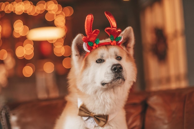 Portrait of japanese happy cheerful dog breed akita inu with bow tie at xmas decorated lodge