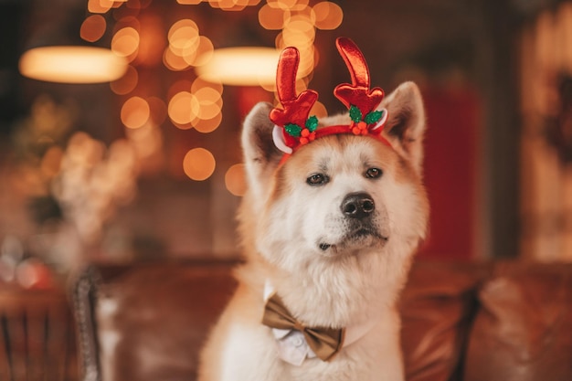 Portrait of japanese happy cheerful dog breed akita inu with bow tie at xmas decorated lodge