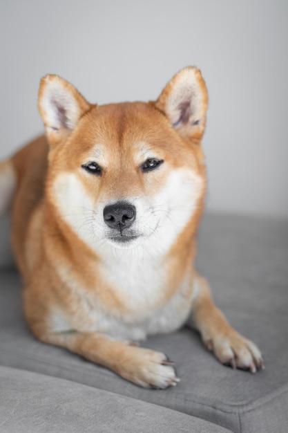 Portrait of japanese red dog shiba inu. Cute beautiful dog shiba inu dog