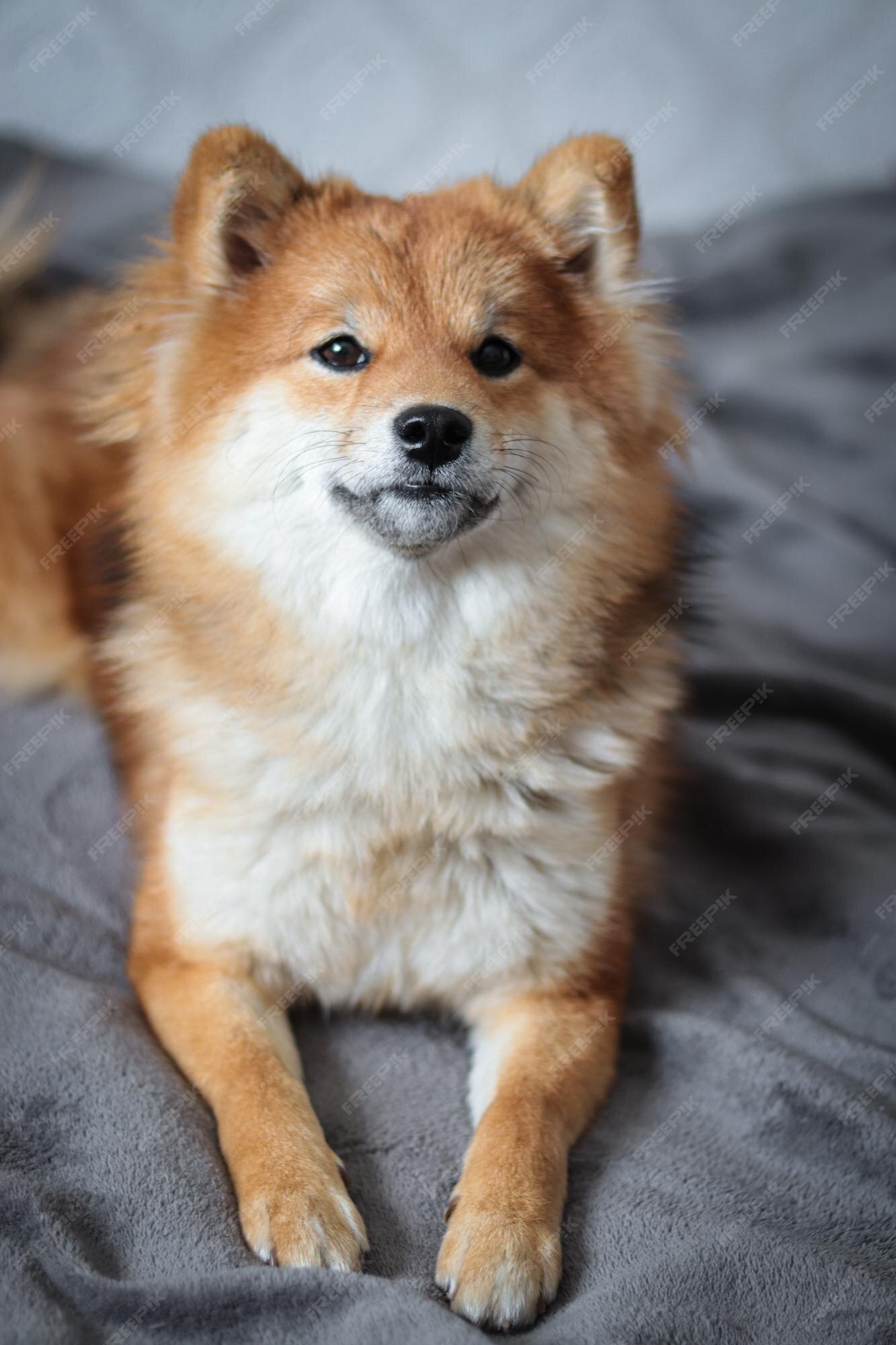 renere gradvist Forvirrede Premium Photo | Portrait of a japanese shiba inu dog cute red fluffy dog