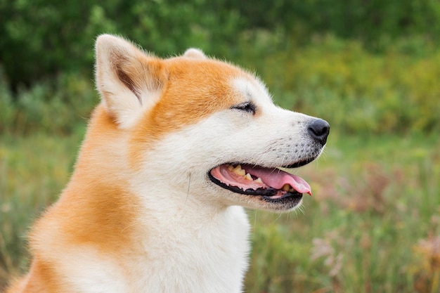 日本のサラブレッド犬秋田犬の肖像