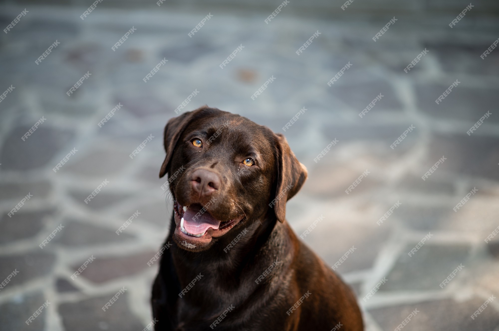 Premium Photo | Portrait of junior dog looking at the camera. junior pure  breed chocolate labrador retriever.