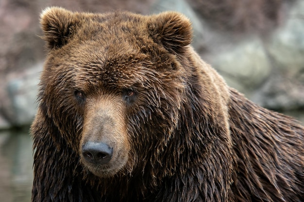 Portrait of Kamchatka bear Ursus arctos beringianus