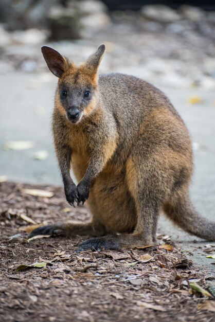 Portrait of kangaroo on field