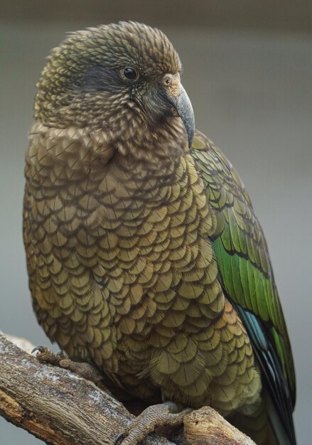 Portrait of Kea on branch